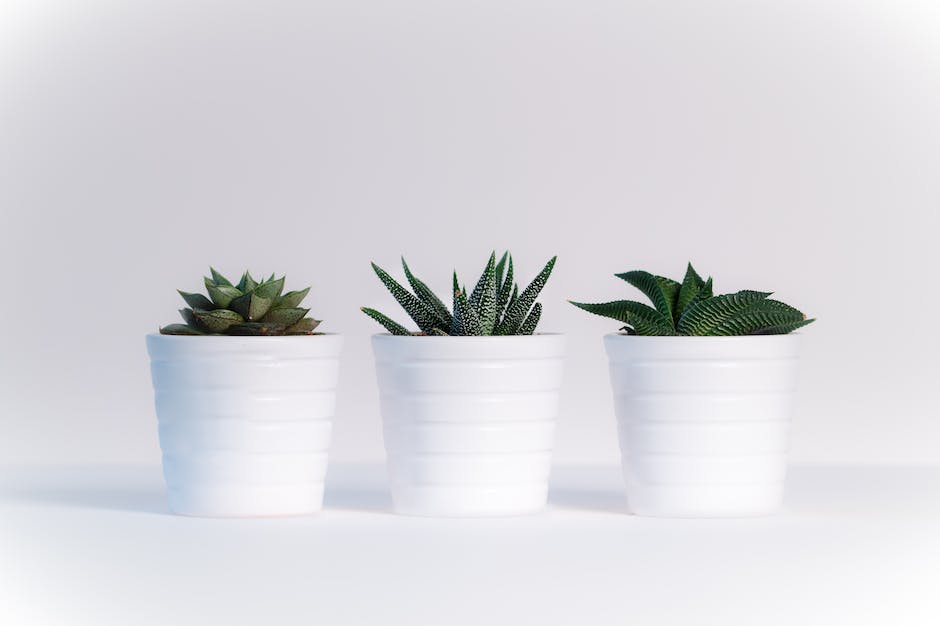 Various pet-friendly houseplants showcased in a stylish indoor setting