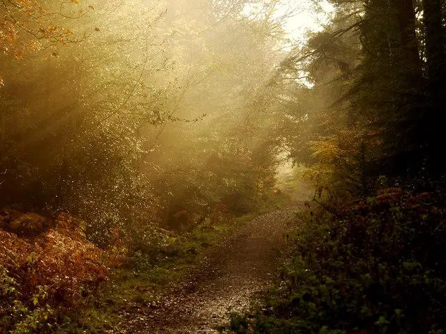 Das erste Licht des Morgens bricht durch die Bäume und hüllt den Wald in einen beruhigenden Schein, während Fritz und Lukas sich auf eine Mission begeben, den wahren Besitzer der glänzenden Nuss zu finden. Kein Text.