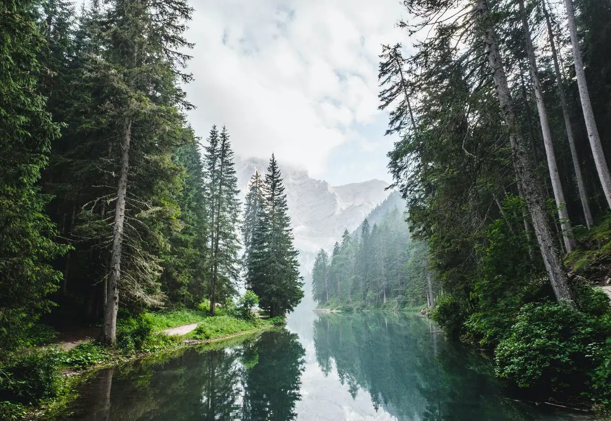 Image of a serene forest with tall trees, depicting the beauty and wisdom of the natural world