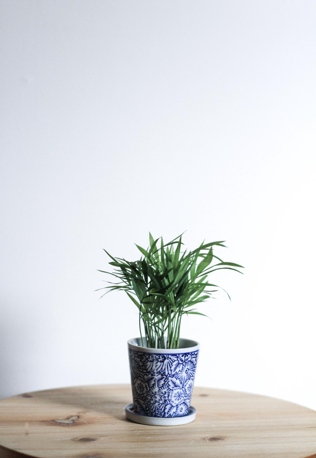 Image of various indoor plants