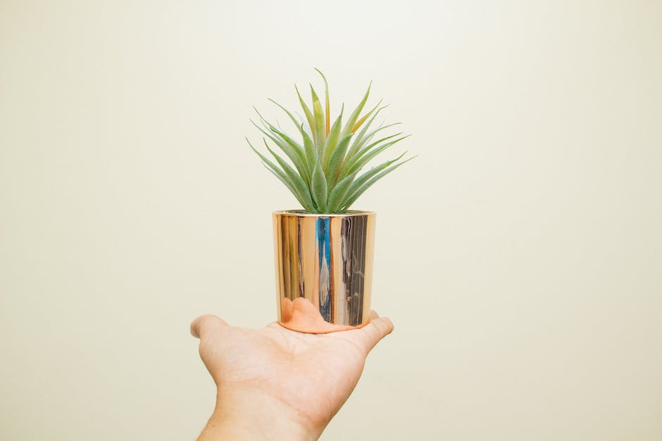 A person holding a potted plant, symbolizing the importance of choosing the right houseplants for your living space.