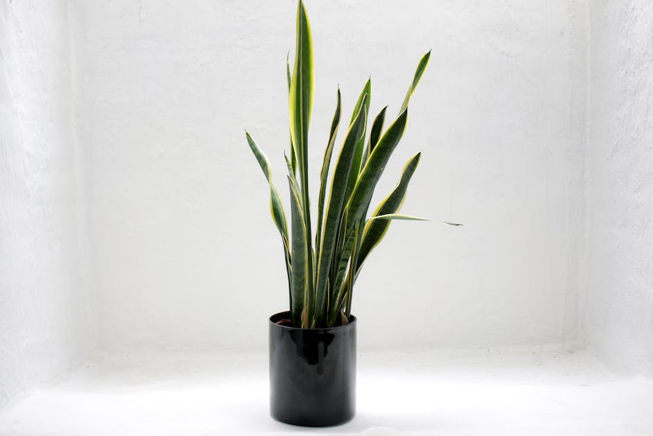 A person holding a potted plant, demonstrating the importance of keeping toxic plants out of reach of pets