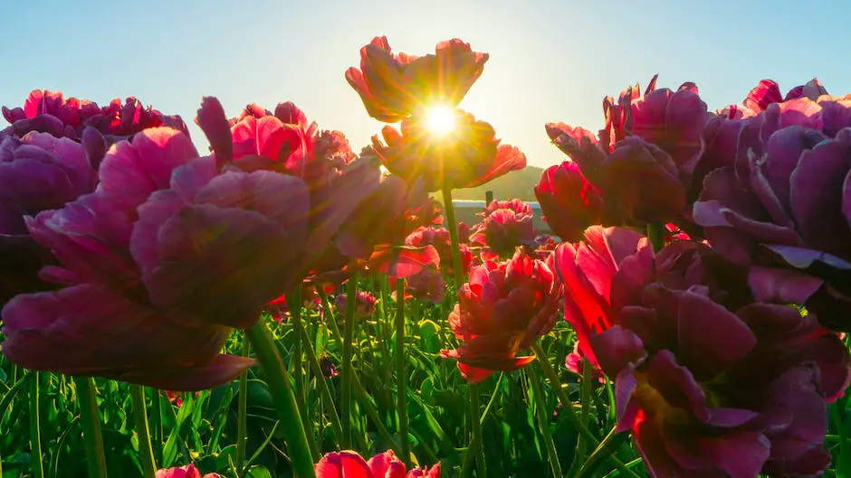 A collage of different plants with vibrant green leaves and colorful flowers.