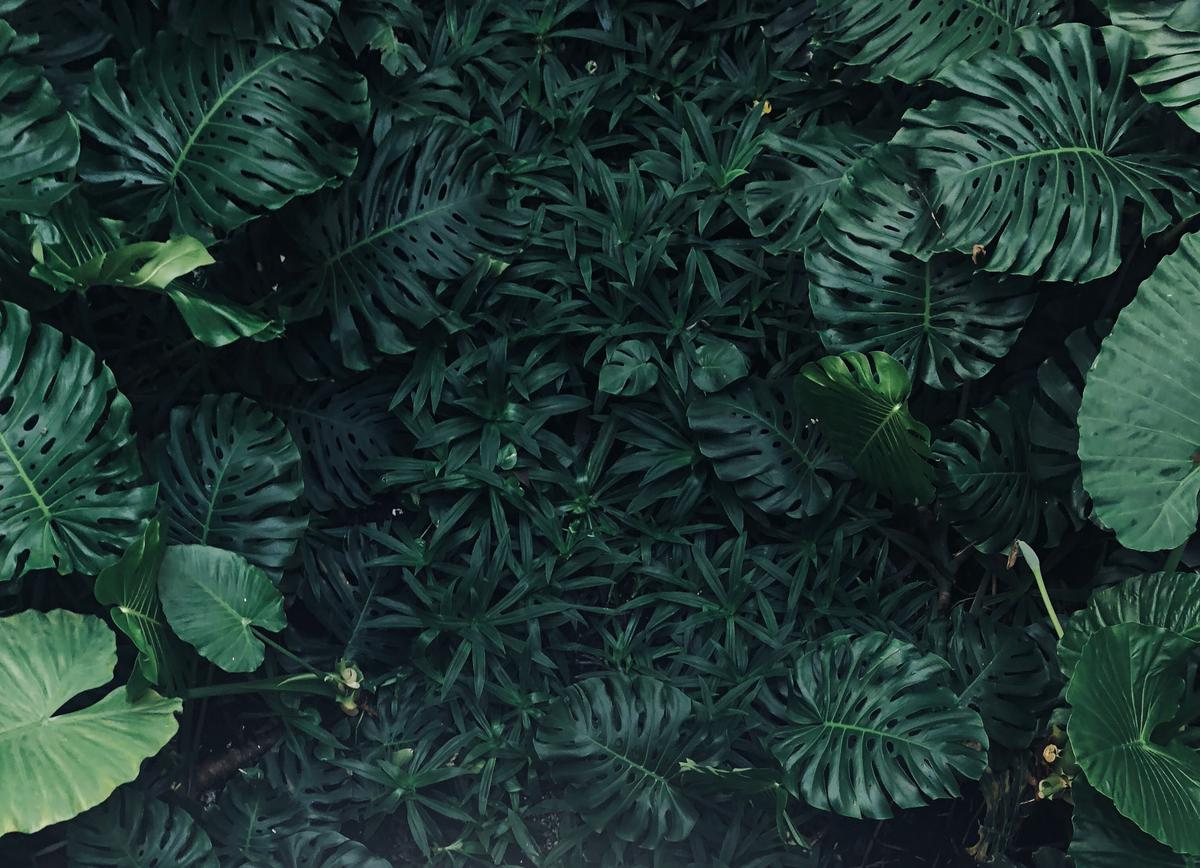 A close-up image of vibrant, healthy green foliage thriving in a garden