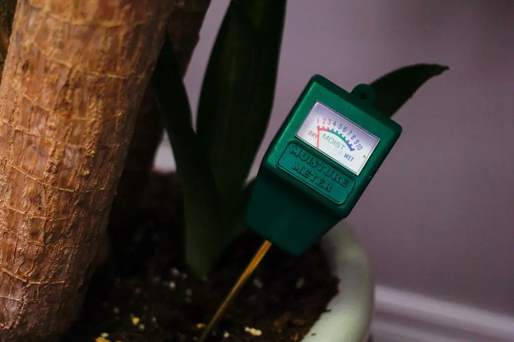 A person using a moisture meter to test the soil of a houseplant